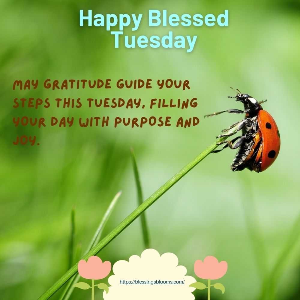 May gratitude guide your steps this Tuesday, filling your day with purpose and joy.